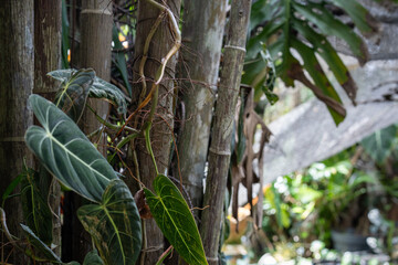 Dark green climbing aroid leaves attached to a bamboo stalk © AnrizStock