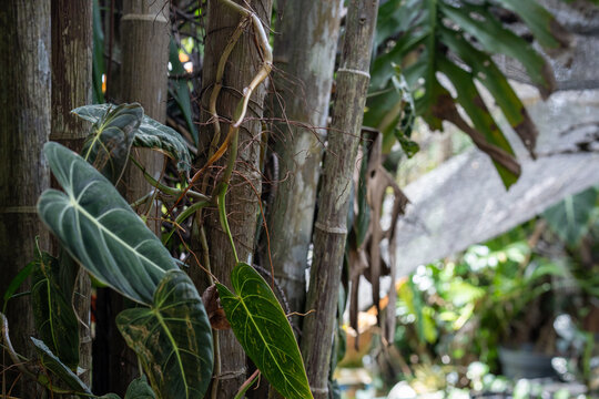 Dark green climbing aroid leaves attached to a bamboo stalk