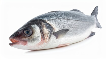 Obraz premium High-quality image of a fresh whole sea bass, ideal for culinary, seafood, and cooking-related projects.