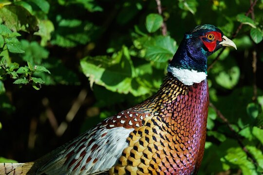 pheasant in the brush
