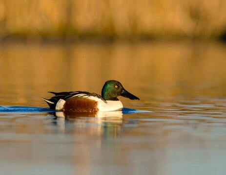 Northern Shoveler in water, with iridescent green head and white chest, swimming peacefully, reeds in out of focus background
