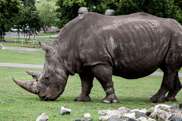 Obraz premium rhino in the grass