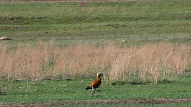 Ruddy shelduck walking on green grass in a rural field. Wild duck in natural habitat for wildlife, bird watching, and nature conservation content.