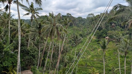 Obraz premium Stunning Tegalalang Rice Terraces in Ubud, Bali, Lush Green Tropical Landscape with Coconut Palm Trees and Traditional Agricultural Irrigation System