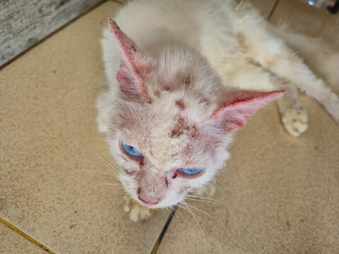 Sick white cat with severe mange, alopecia, and skin lesions on its face and ears. This stray feline shows signs of extreme neglect and requires urgent veterinary care