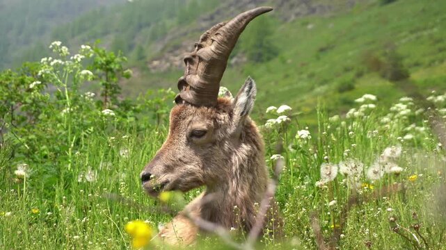 Alpine ibex, is a species of wild goat found in the mountains - beautiful shot of a baby ibex sitting in the mountains among the snow-capped peaks and lush green vegetation of the Italian Alps