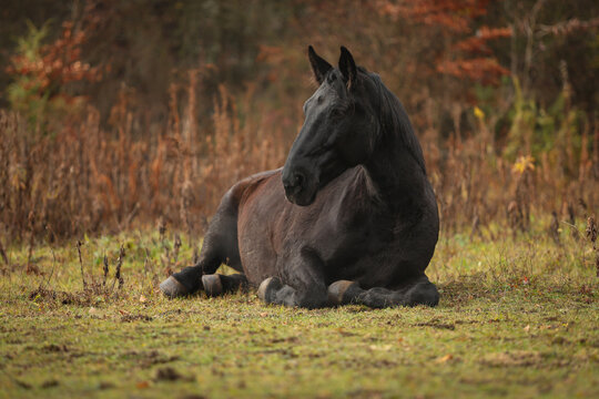 Black horse laying down sleeping