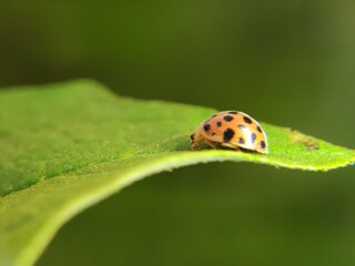 Fototapeta premium Beautiful ladybugs that live in flowers like to eat aphids and plant-eating pests. and can eat 5,000 insects
