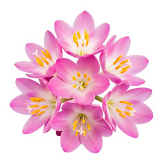 Obraz premium Pink orchid flower bouquet with vibrant yellow centers isolated on white background