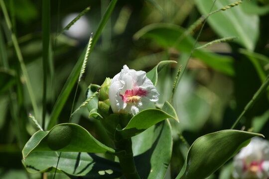 costus arabica flower with green leaves background