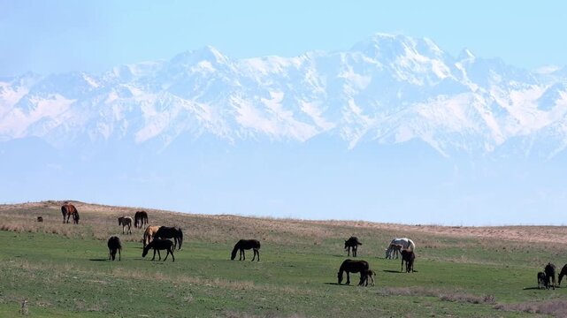 Herd of horses grazing on green meadow with snow capped Talgar peak in Almaty region, Kazakhstan. Scenic mountain landscape for travel and nature.