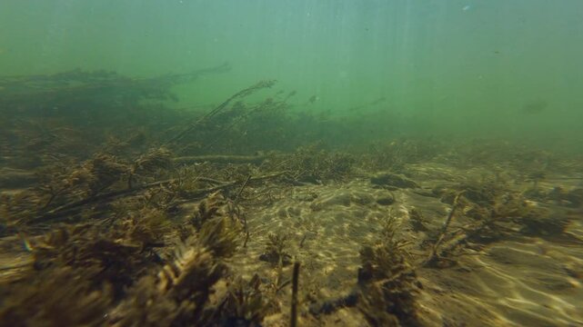 Myriophyllum spicatum in fast flow, Squalius cephalus fish, low visible shallow underwater aquascape after flood, organic particle silt, sand, alluvium sediment, nature explore, river Uzh in Uzhhorod