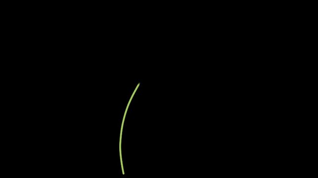 Elegant white flower animation with green stem on black background soft blooming minimal floral design clean style