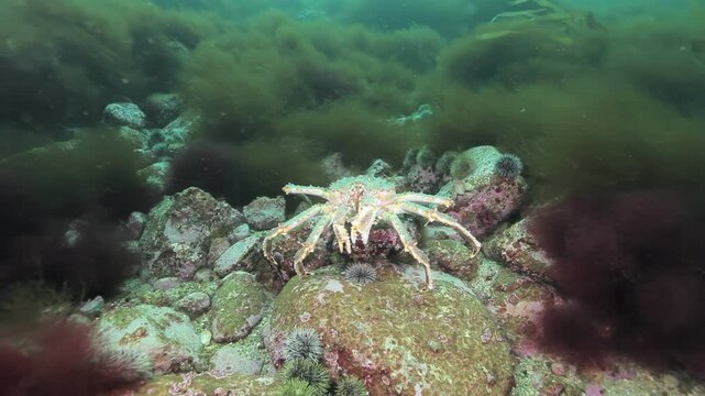 A resilient crab navigates the rugged Barents Sea floor, adorned with rocks and swaying algae.