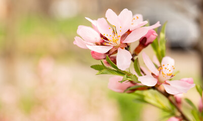 Obraz premium Pink flowers on a blurred natural background