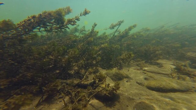 Myriophyllum spicatum move in fast flow, dwarf fish, shallow underwater aquascape, low visibility after flood, organic particle silt, sand, alluvium sediment, nature exploration, river Uzh in Uzhhorod
