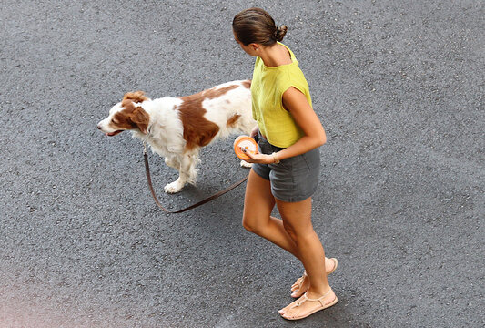 Perro bret&oacute;n con chica paseando en verano cruzando la calle
