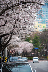 벚꽃 핀 거리에서 © jongchun