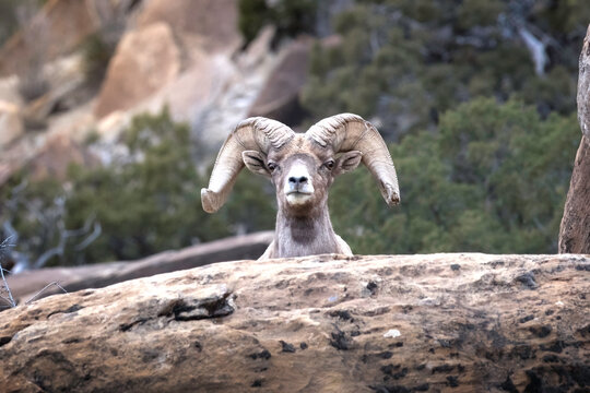 A Bighorn Ram peeking over the rocky terrain