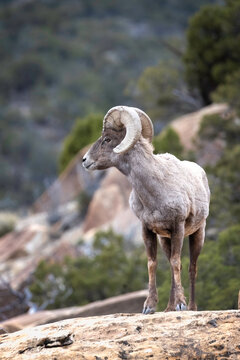 Bighorn Ram in Colorado National Monument