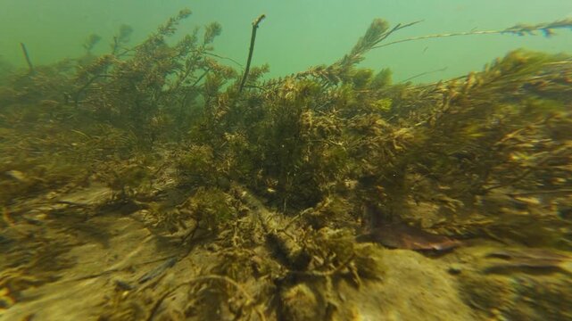 Myriophyllum spicatum plant vegetation in river Uzh in Uzhhorod, bitterling fish in shallow underwater aquascape, organic particle silt, sand, alluvium sediment after flood, nature exploration concept
