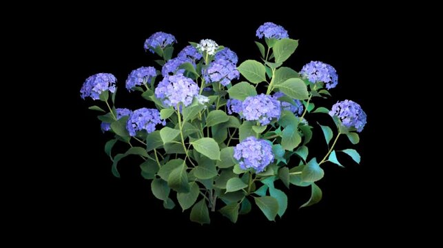 purple hydrangea flowers bush on black background lush botanical plant loop animation calm nature scene