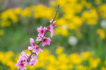 Obraz premium Peach blossoms