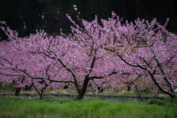 Fototapeta premium Peach blossoms