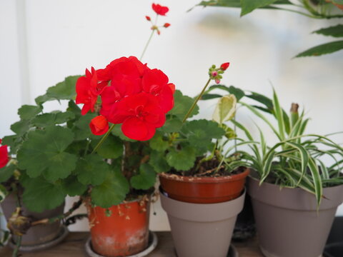 SPRING