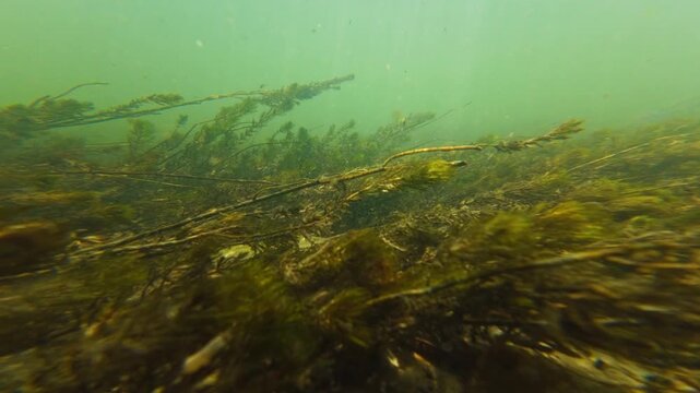 Myriophyllum spicatum plant dominate river Uzh in Uzhhorod, common chub fish in shallow underwater aquascape, organic particle silt, sand, alluvium sediment after flood, nature exploration concept