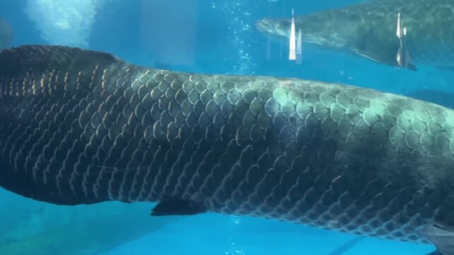 Large arapaima fish swimming underwater in aquarium with long cylindrical body and overlapping metallic scales. Dark greenish-gray sheen reflects light, emphasizing impressive size and texture.