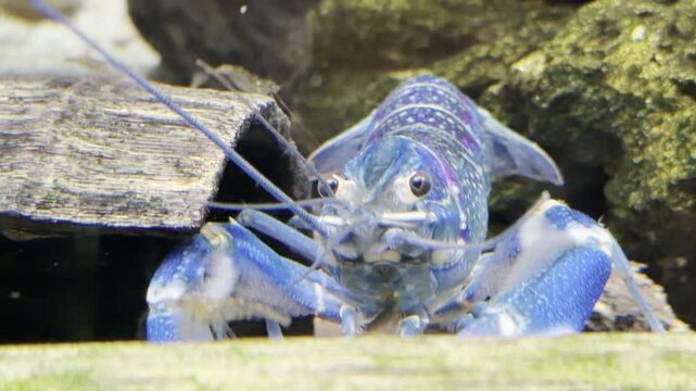 Vivid blue freshwater crayfish on driftwood