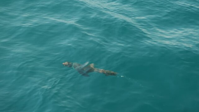 Nerpa with fishing net around its neck swims under clear blue seawater and emerges to surface. Close-up. Environmental issues concept