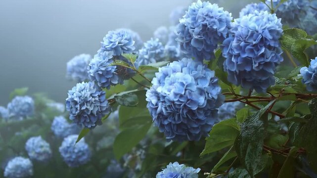 Blooming hydrangeas show beautiful blue flowers in a garden under soft morning mist near a sunny sky