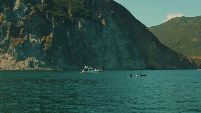 Pod of killer whales feeds in bay and group of tourists watches them from yacht moored at safe distance near cliff. Concept of power of wild nature