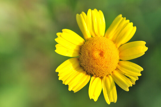 Yellow daisy, Anacyclus radiatus