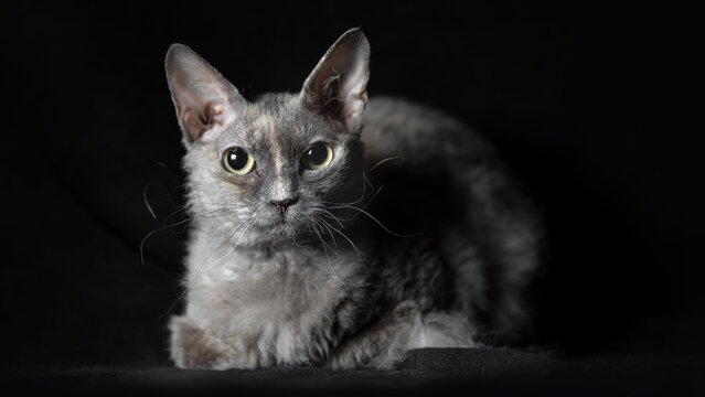 gray cat of breed brush sphinx isolated