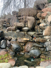 Fototapeta premium Small Water Stream in Rock Garden at Recreation Center Latvia