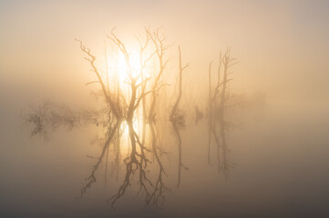Obraz premium The sun shining through drowned trees in a lake during a foggy, spring morning.
