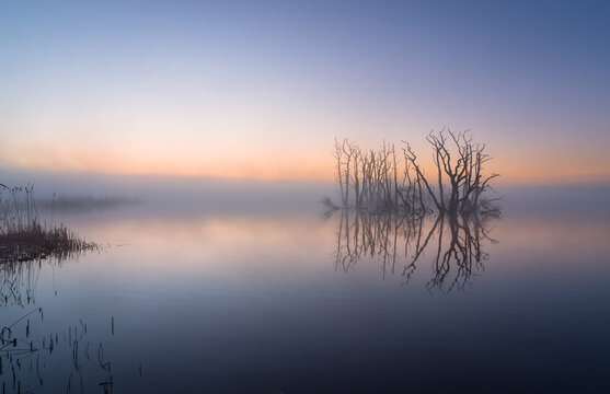 A foggy, spring dawn over a lake with drowned trees in a nature area.