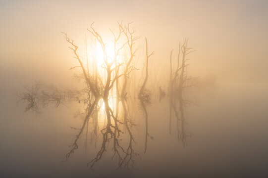 The sun shining through drowned trees in a lake during a foggy, spring morning.