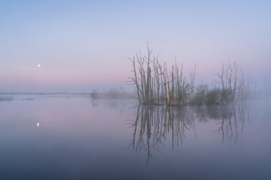 A spring dawn with the moon and fog over a lake with drowned trees. Tusschenwater, The Netherlands.