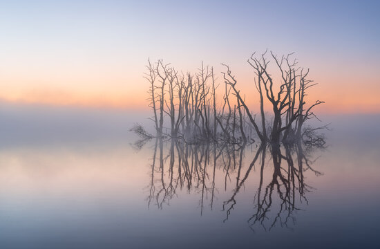 A foggy, spring dawn over a lake with drowned trees in a nature area.