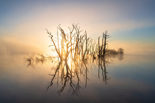 The sun shining through drowned trees in a lake during a foggy, spring morning.