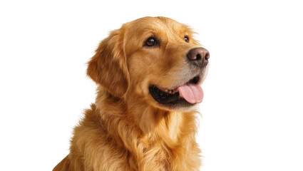 Golden Retriever dog with tongue out, isolated on transparent background © Roxana