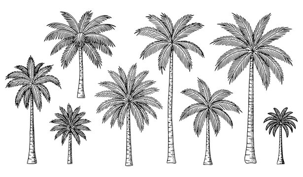 Vintage palm tree engraving vector set with black and white tropical botanical clipart collection