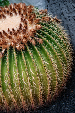 close up of cactus