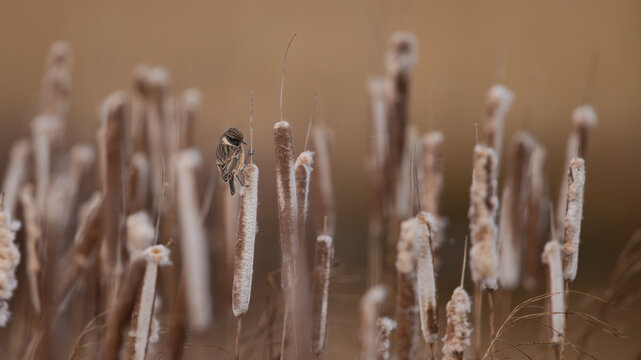 European Stonechat (Saxicola rubicola) feeding on Great Reedmace Seeds (Typha latifoli)