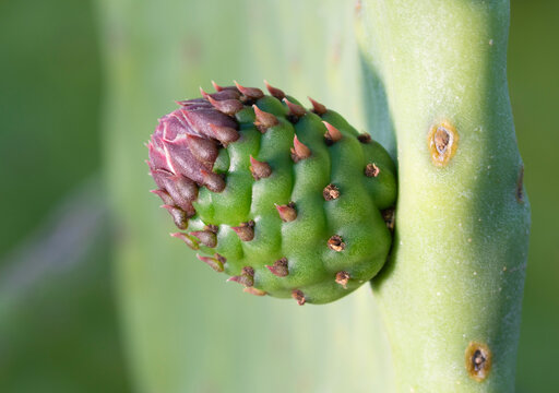 Prickly pear cactus bud growing in early spring