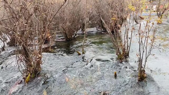 ​A ground-level view of Shuzheng Shoal in Jiuzhaigou, China. Clear water rushes through autumn shrubs growing directly in the stream, creating a unique aquatic forest landscape.